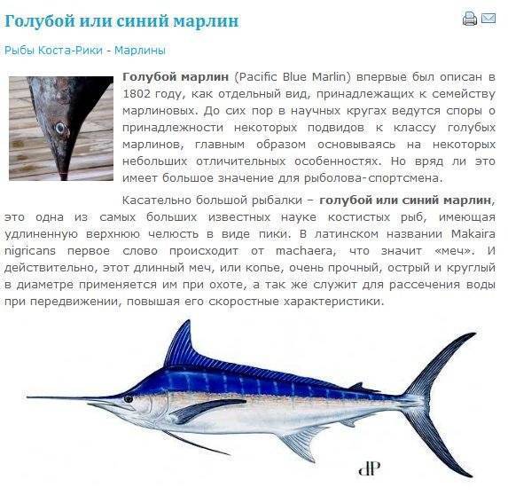 Рыба атлантический голубой марлин – мечта азартного рыбака