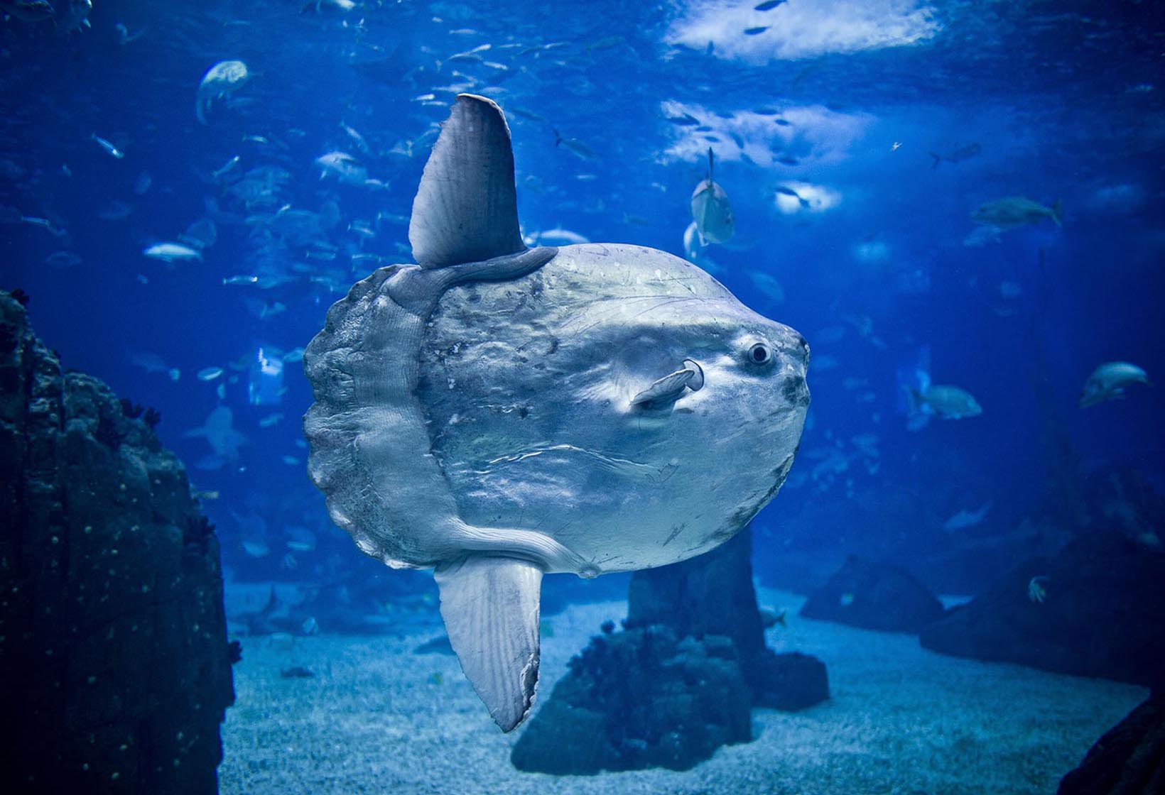 Самая большая рыба в мире: ТОП-10 крупных особей на планете Земля