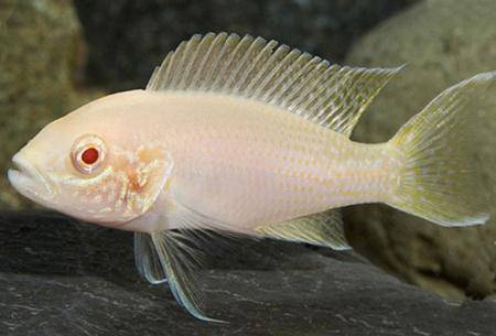 Тиляпия нильская: содержание, совместимость, описание, фото. | аквариумные рыбки