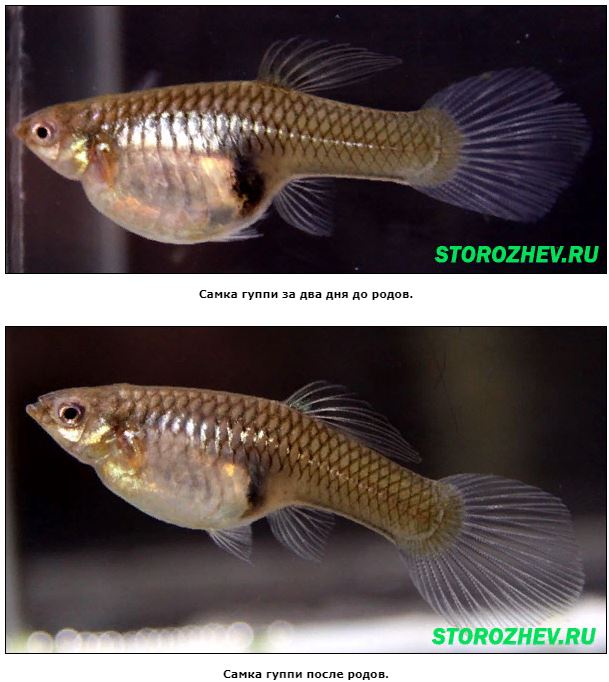 Беременная самка гуппи перед родами фото до и после