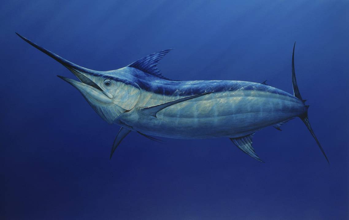 Самая большая рыба в мире: топ-10 огромных обитателей морей и океанов на свете, как выглядят и чем питаются