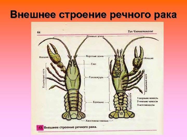 Внутреннее и внешнее строение речного рака – нервная система, особенности строения дыхания