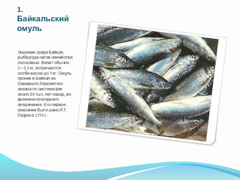 Омуль: полезные свойста для организма, вкус, цвет мяса и калорийность