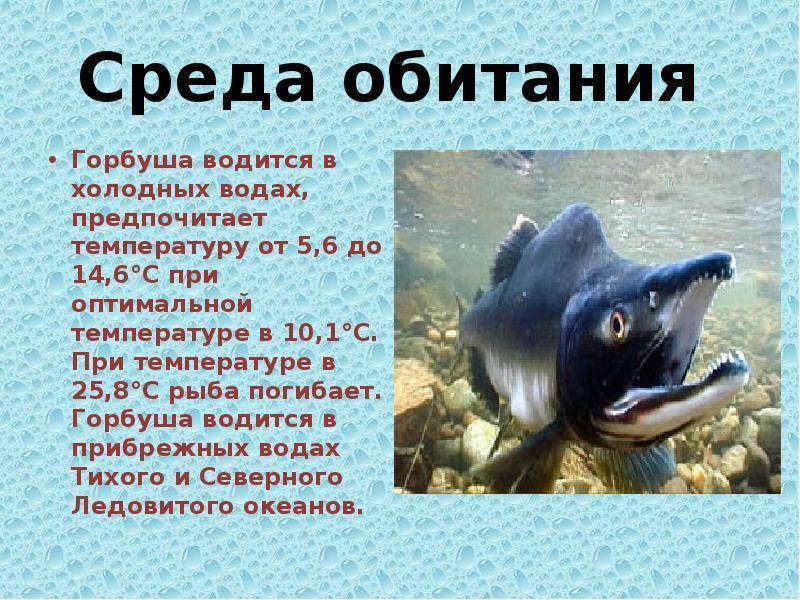 Рыба хока