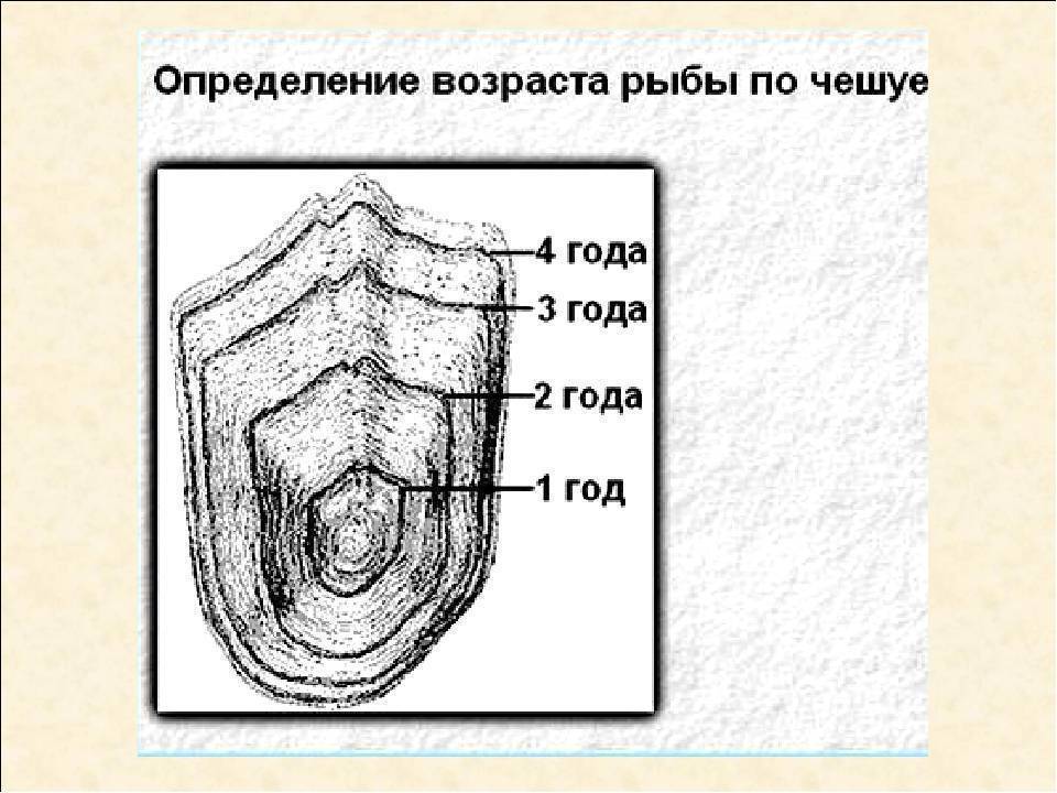 C определить возраст