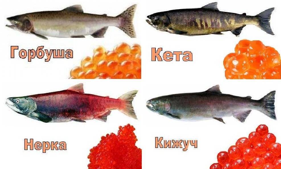 Красная икра какой рыбы вкуснее и полезнее других