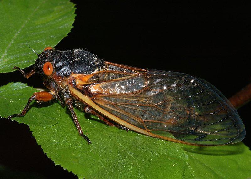 Насекомые и их знакомые №8 - азиатская цикада