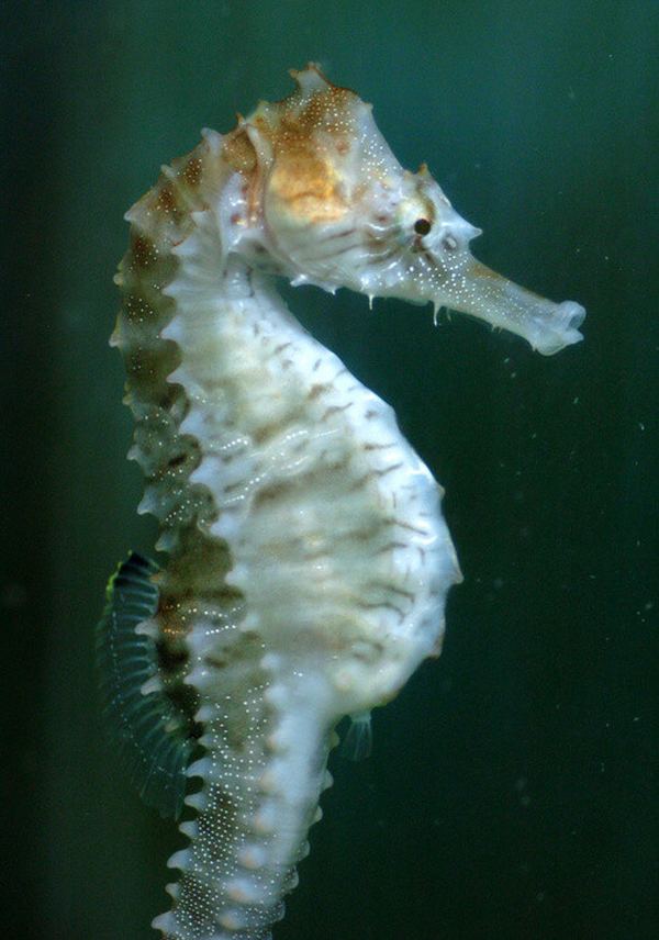 Морской конек значение в природе. чудо-рыба: морской конек. поведение карликового морского конька