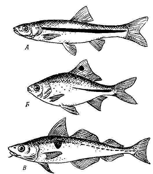 Обыкновенный пресноводный горчак: описание и среда обитания, на что клюёт рыба, способы ловли