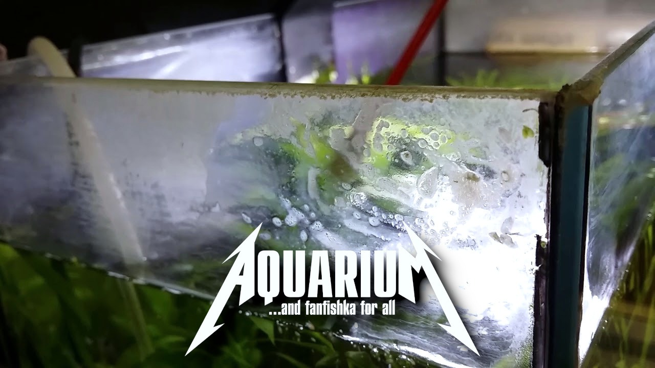 Как отмыть аквариум от известкового налета?