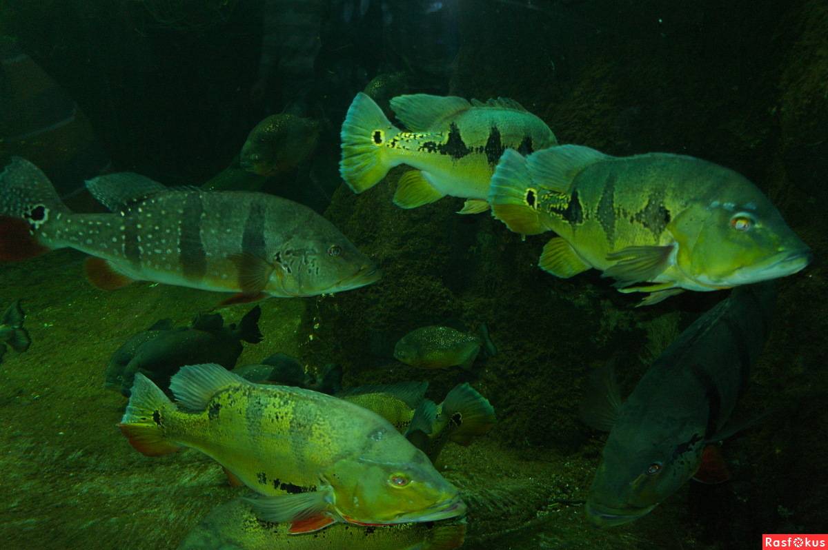 Рыба «Павлиний окунь ленточный» фото и описание