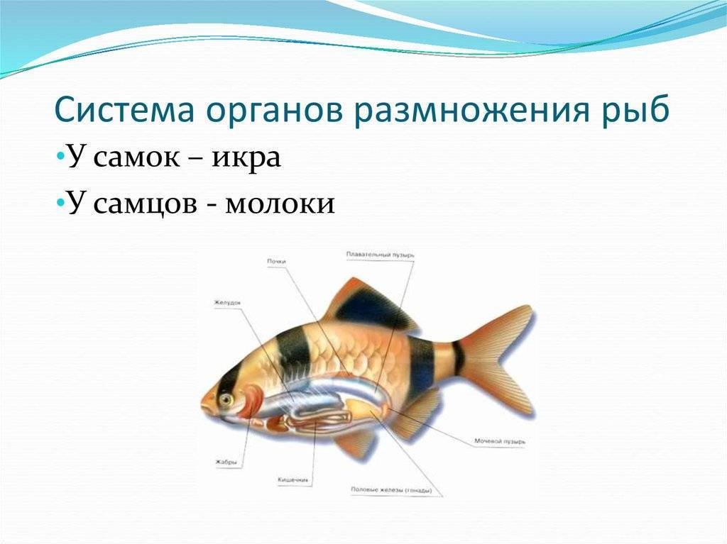 § 33. особенности размножения рыб / биология 7 класс