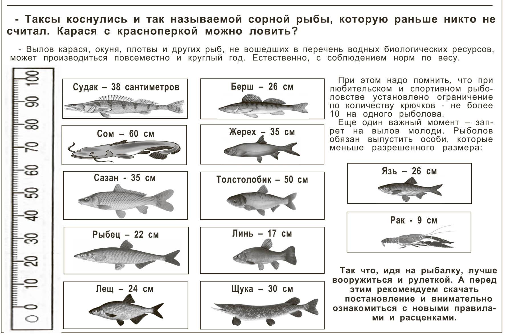 Норма вылова воблы. Таблица допустимых размеров рыбы. Таблица размеров допустимый пойманной рыбы. Допустимые Размеры рыбы для Любительской рыбалки. Таблица размера разрешенной рыбы.