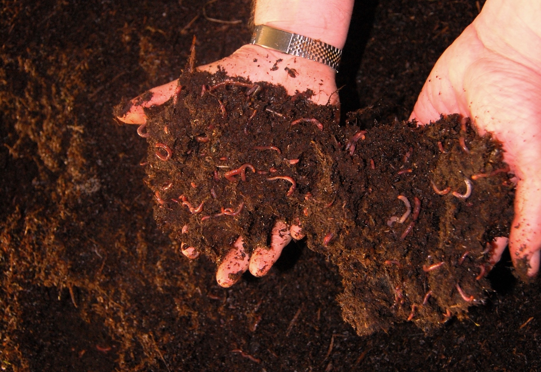 Красный калифорнийский червь. выращивание и разведение дождевых червей. подготовка компоста. получение биогумуса. полезные свойства биогумуса.