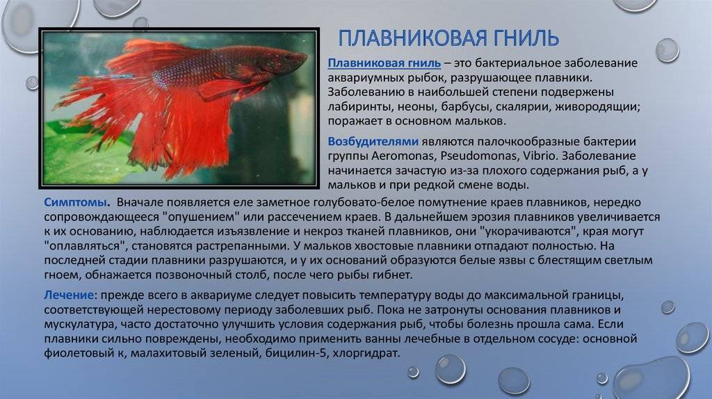 Чем лечить гуппи от плавниковой гнили