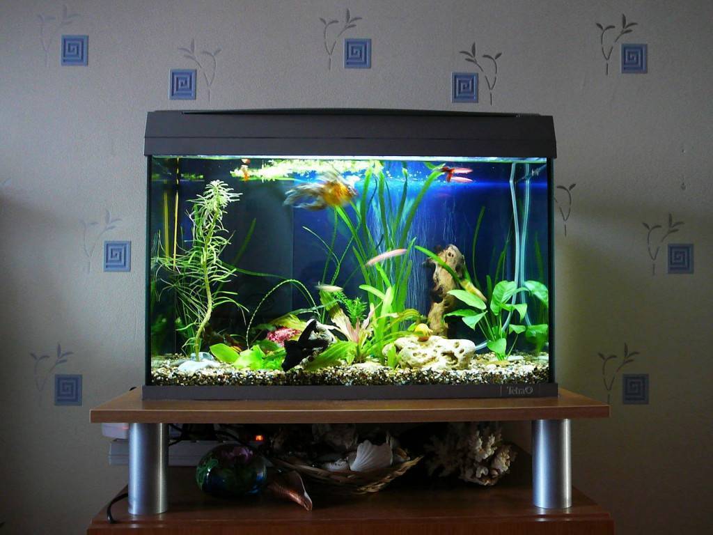 Аквариум по фэншуй: куда поставить аквариум в квартире по фэншуй и сколько в нем должно быть рыбок?