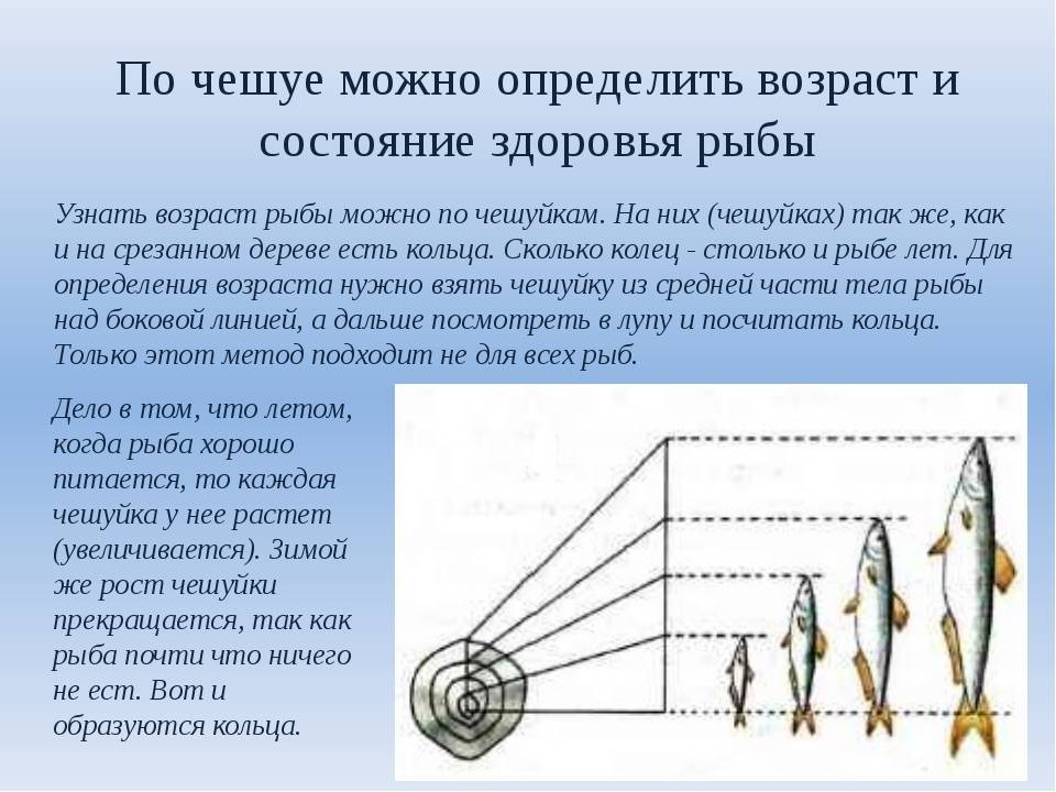 Направление течения рыбы определяют