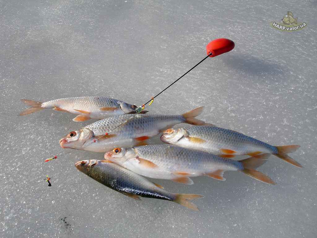 Зимняя рыбалка на безмотылку: секреты и техника ловли