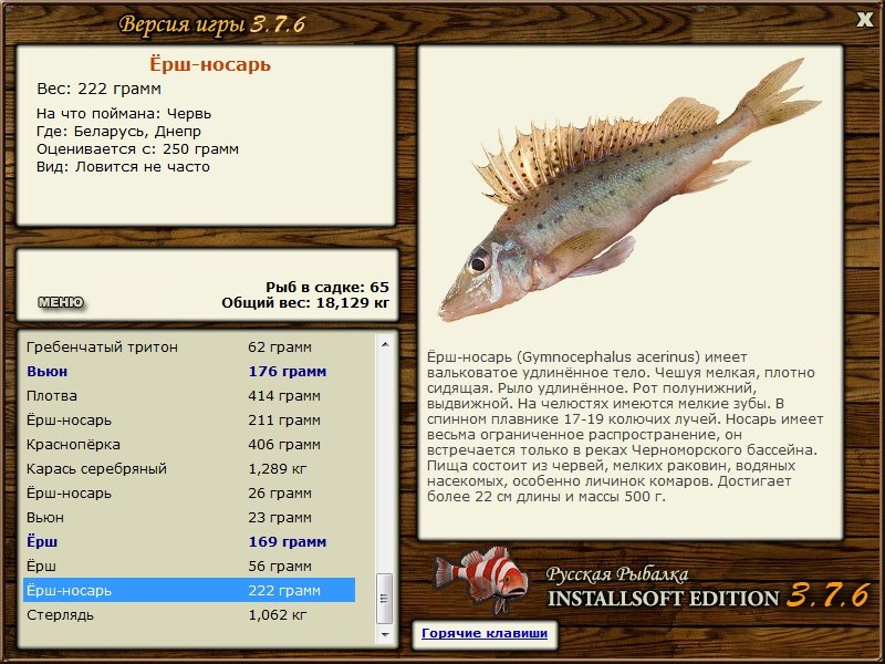 Рыба бирюк (царская рыба): описание, места обитания, способы ловли