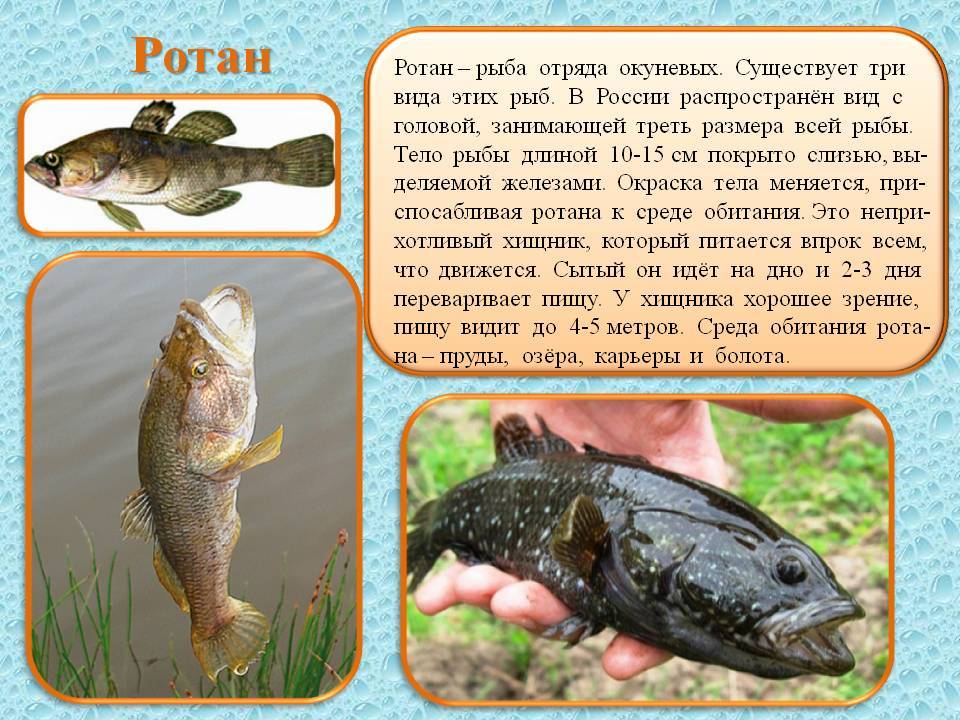 Ротан: описание рыбы, внешний вид, образ жизни, способы ловли и кулинарная ценность