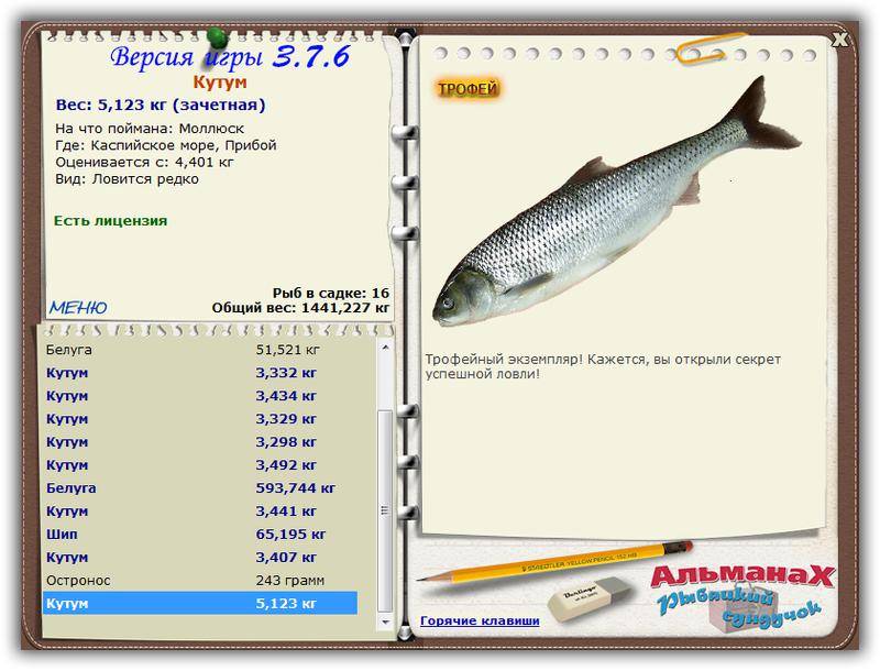 Рыба кутум: фото, где водится и чем питается, как правильно ловить