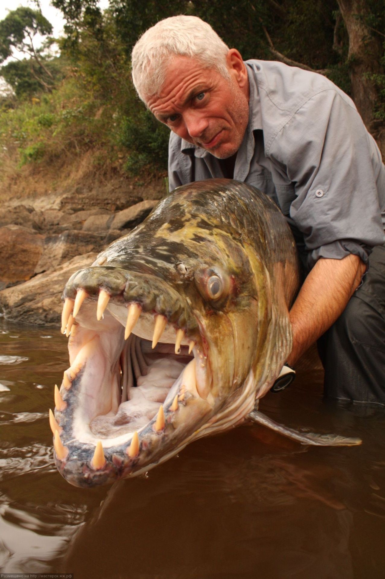 Рыба голиаф: как выглядит африканский тигровый гидроцин, особенности содержания и обитания