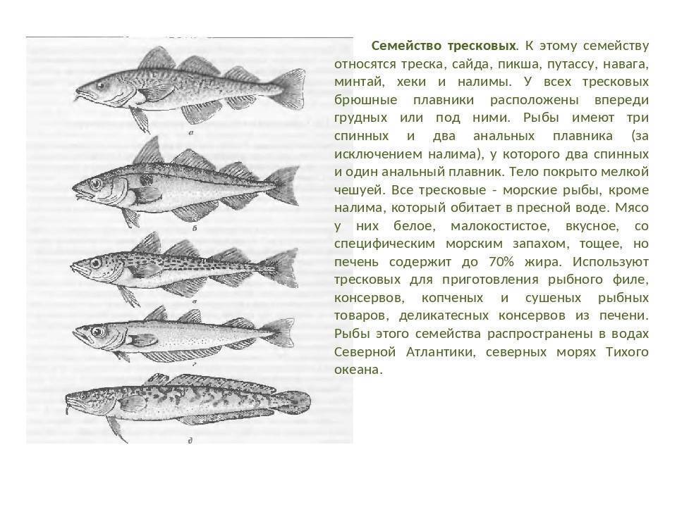 Рыба корюшка фото и опсиание, где водится корюшка (обиатет), польза и вред