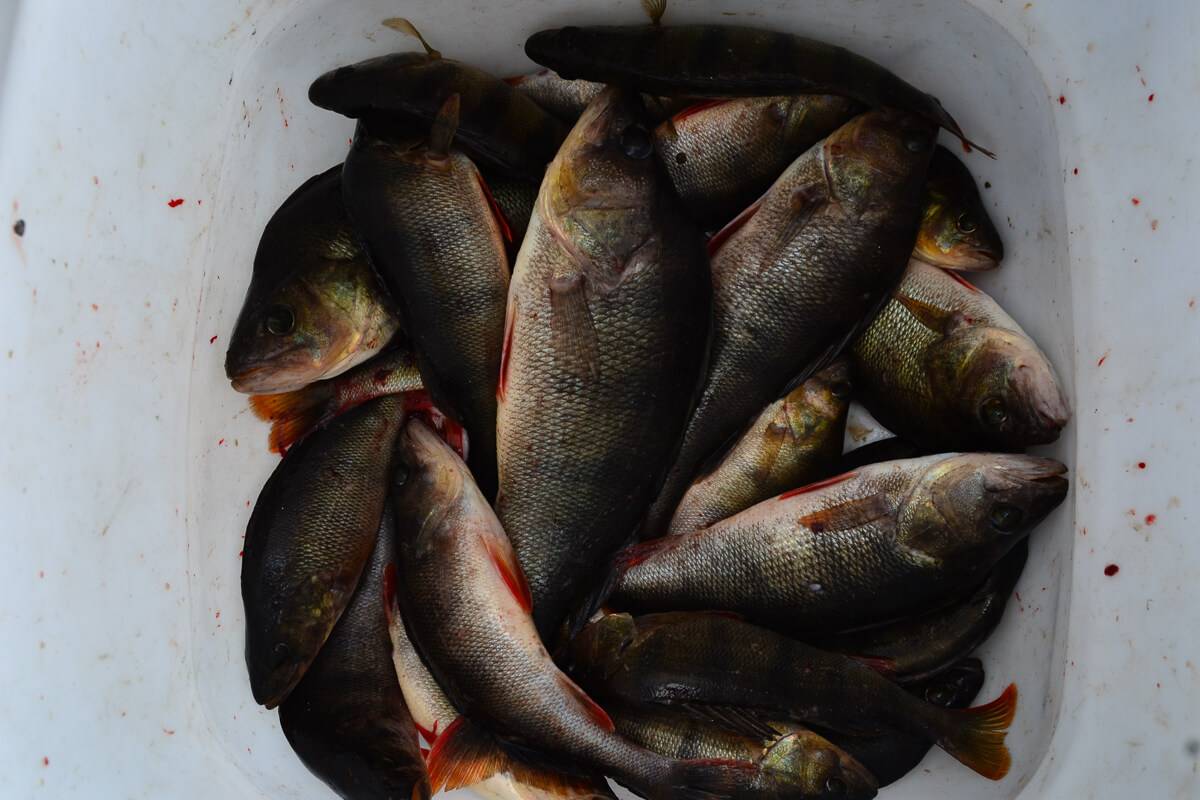Рыбы рыбинского водохранилища список фото
