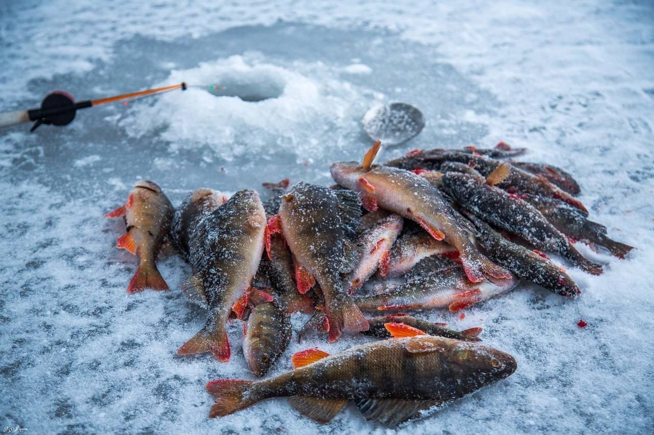 10 лучших воблеров для продуктивной рыбалки: для троллинга, на судака, окуня, щуку, голавля и др. | рейтинг 2020 +отзывы - vobler club - клуб любителей рыбалки