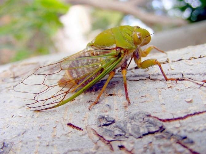 Насекомое цикада фото. цикады — поющие насекомые: особенности жизни, фото