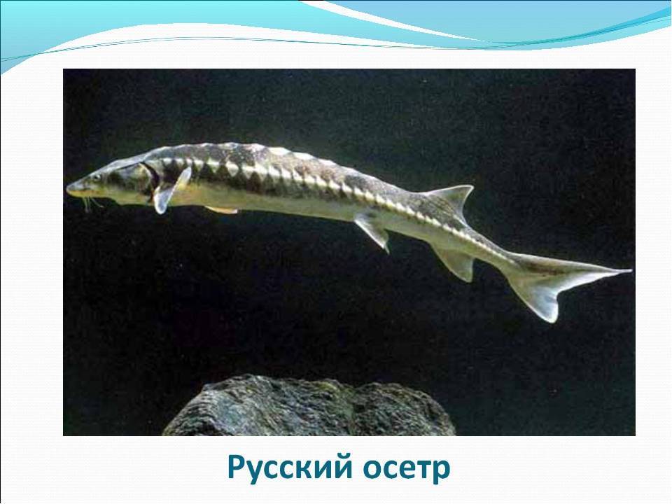 Осетровые рыбы. семейство осетровых рыб. виды осетровых рыб :: syl.ru