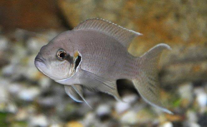 Кардинал рыбка: содержание,разведение,описание,совместимость,фото,видео. | аквариумные рыбки