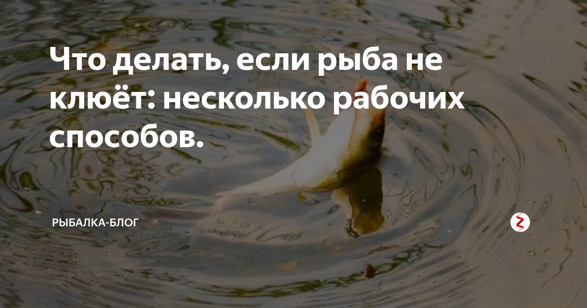 Рыба есть, но не клюёт. что сделать, чтобы переломить бесклевье. как ребенок обловил умелого рыболова | рыболовные тонкости | яндекс дзен