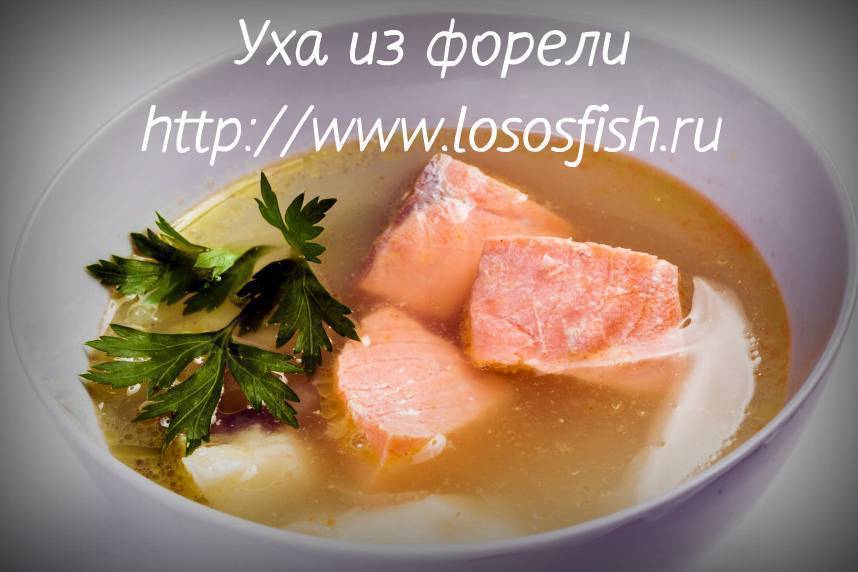 Уха из форели / рыбные супы / tvcook: пошаговые рецепты с фото