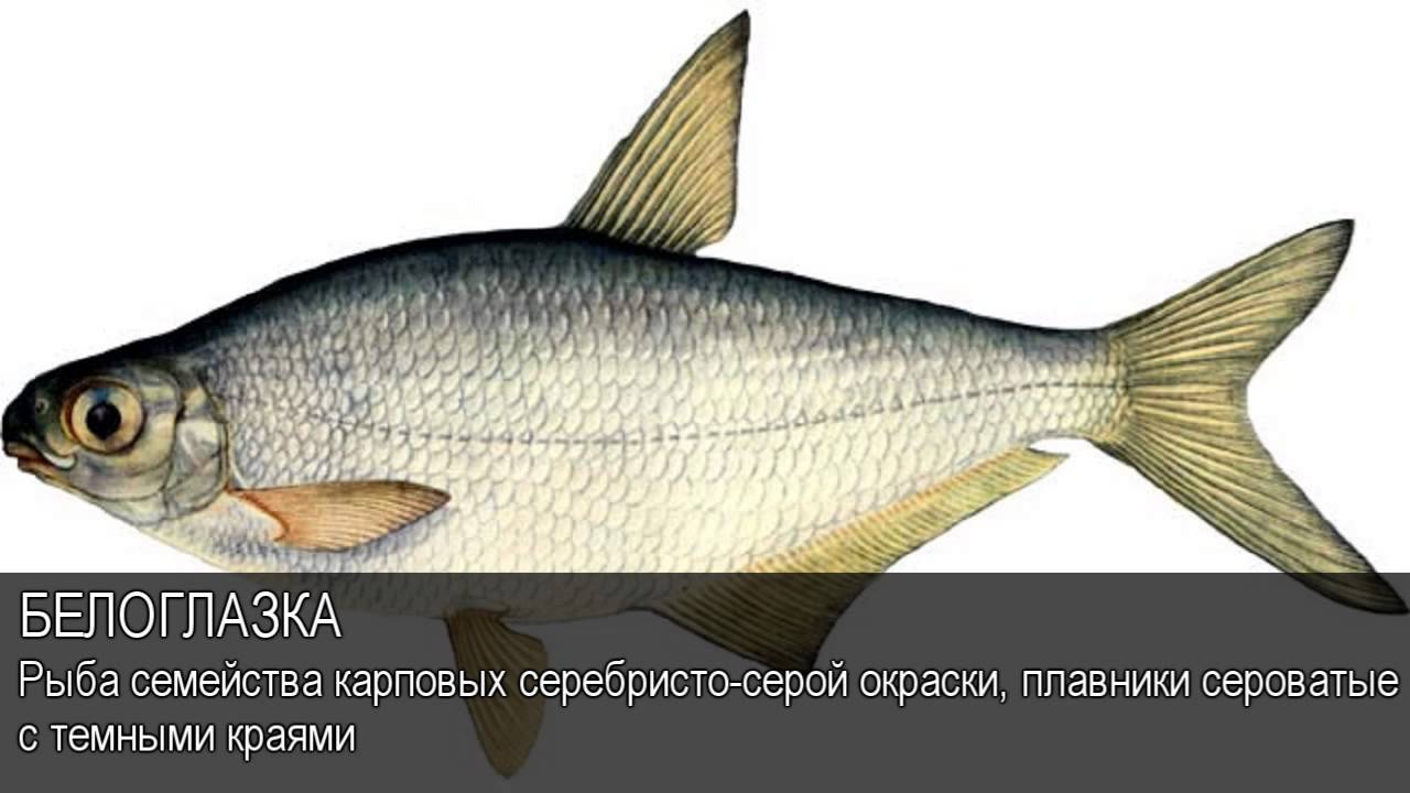 Сопа-белоглазка. как и где ловят глазача.