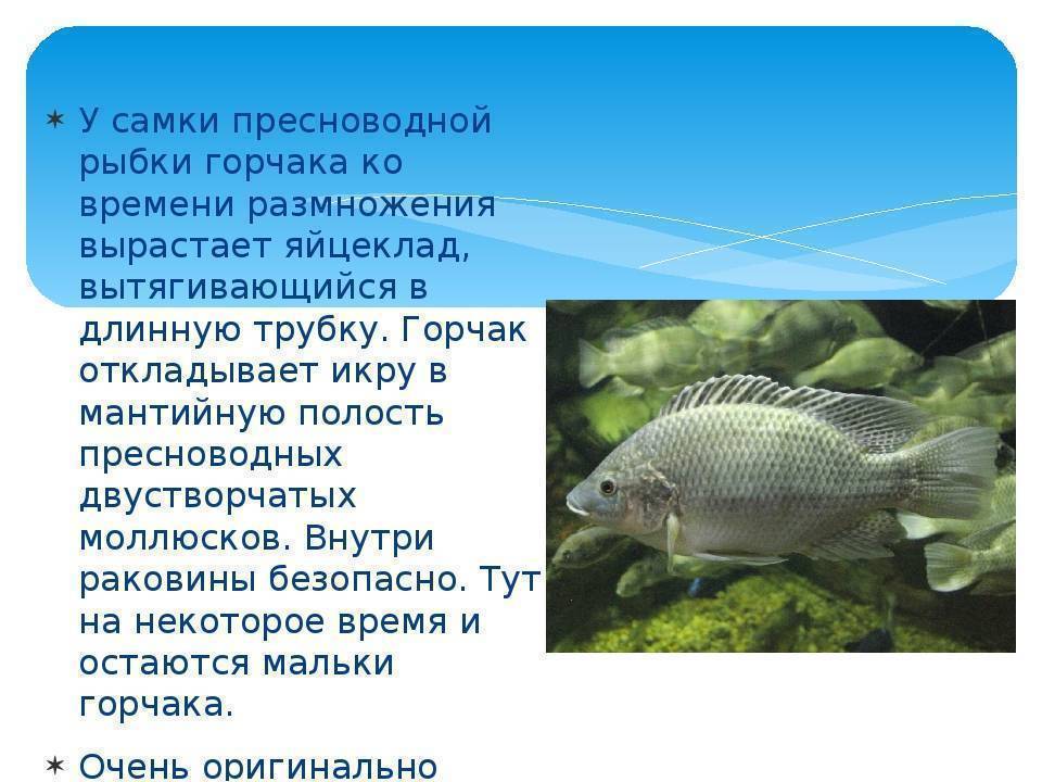 Горчак: описание пресноводной рыбы, ареал распространения, особенности ловли и содержания