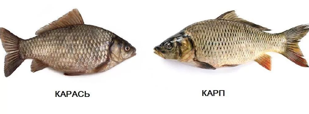 Карась - рецепты