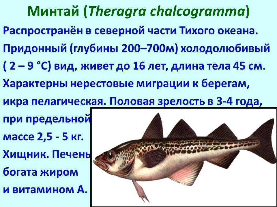 Список речной рыбы с названиями, фото и описанием
