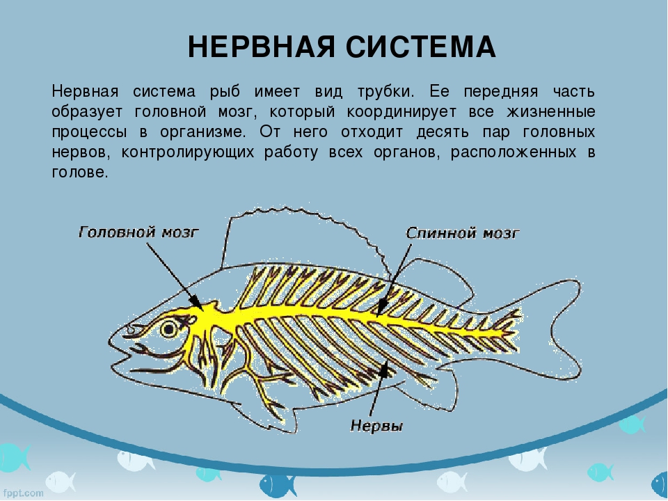 Рыба какой организм. Нервная система и органы чувств костных рыб. Строение нервной системы рыб. Нервная система рыб 7 класс биология. Нервная система рыб органы и функции.