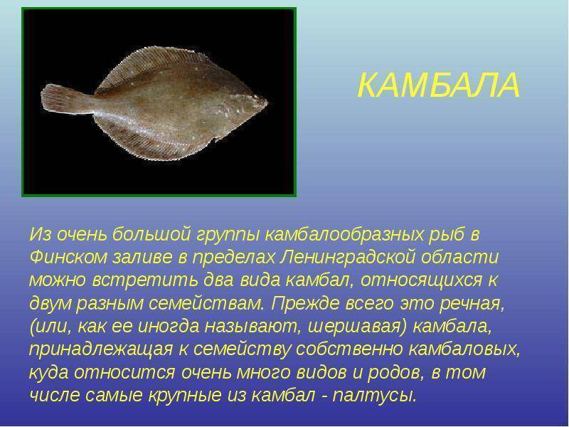 Рыба камбала?: фото и описание. как выглядит камбала?, и какая это рыба морская или речная?