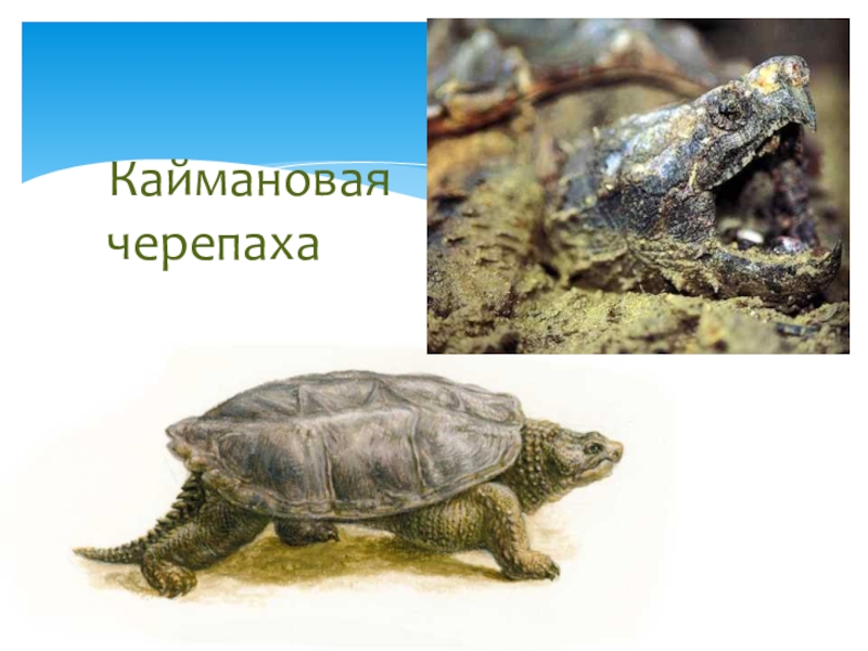 Виды маленьких черепах и правила их содержания