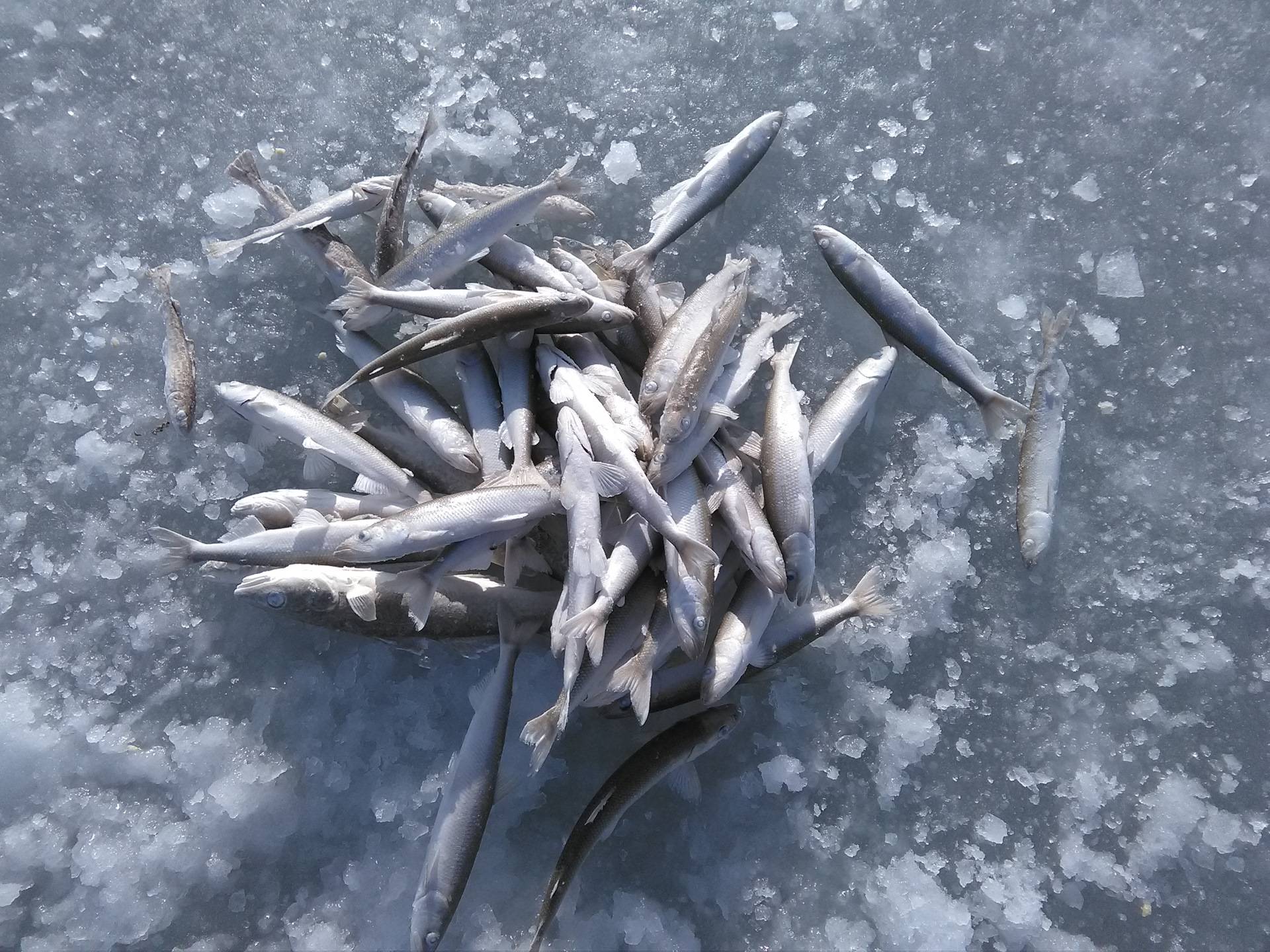 Зимняя рыбалка