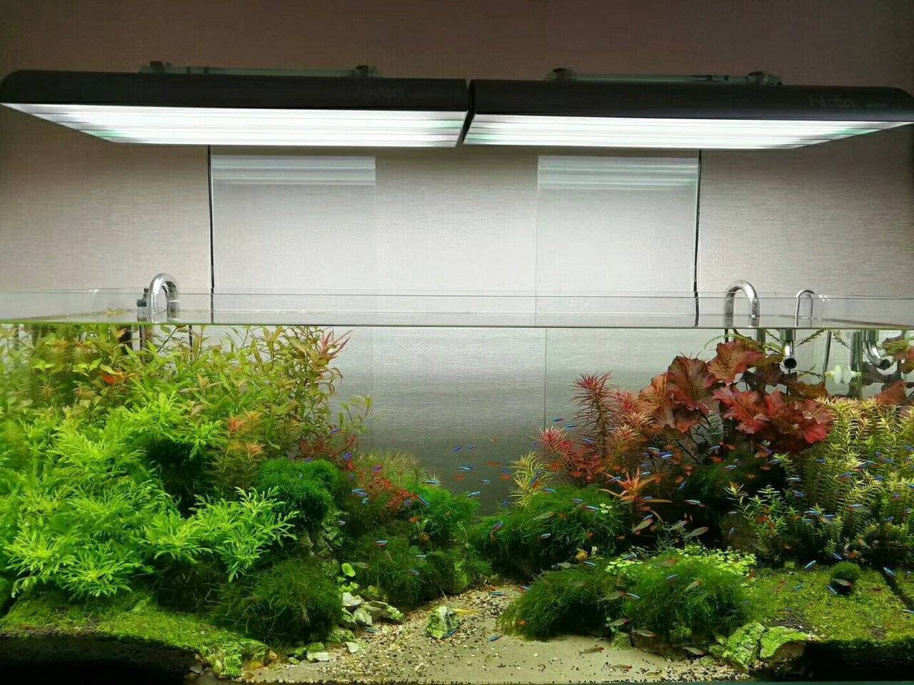 Голландский аквариум: схема посадки растений, оформление, грунт