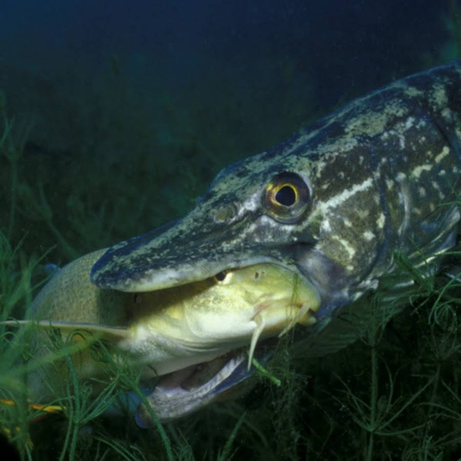 Рыба змееголов: описание и способы ловли змейбашки