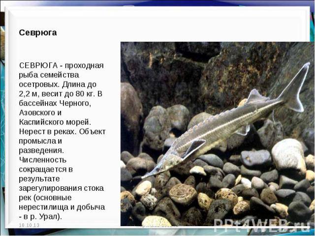 Рыбы семейства тресковых: описание, фото, места обитания