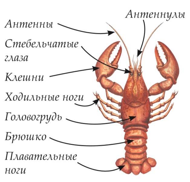 Раки — незаслуженно упущенный вид силиконовых приманок