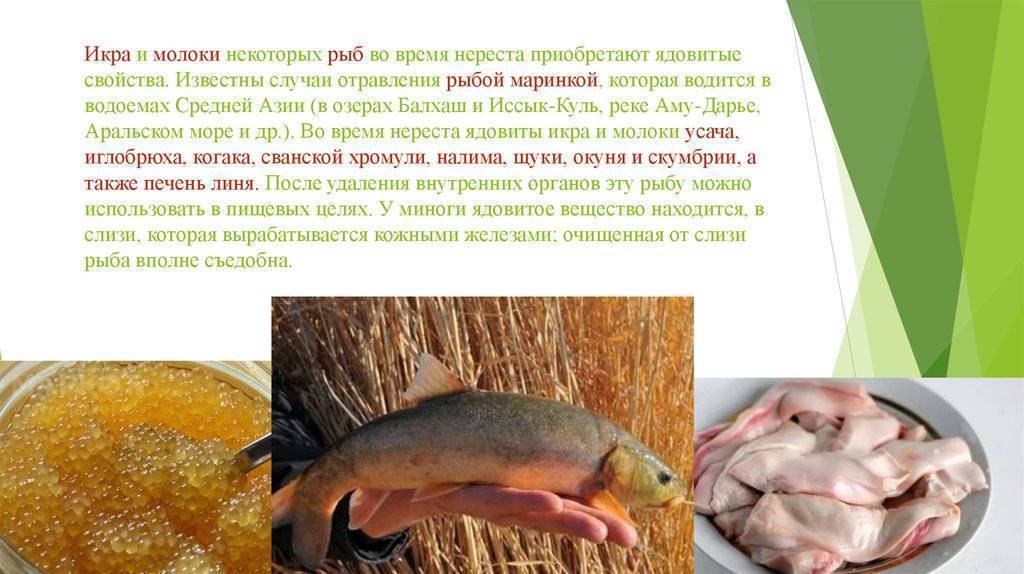 Усач (barbel, бинит): как и где ловить в израиле