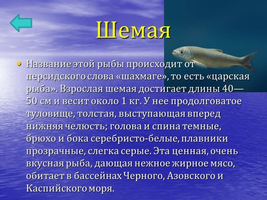 Рыба шемая или шамайка