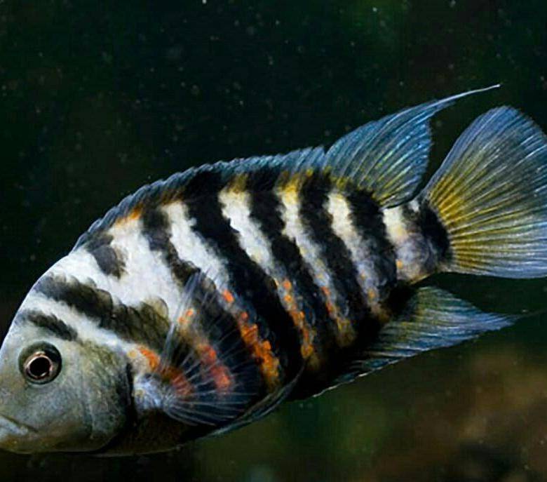 Цихлазома рыбка. описание, особенности, виды и уход за цихлазомой | животный мир