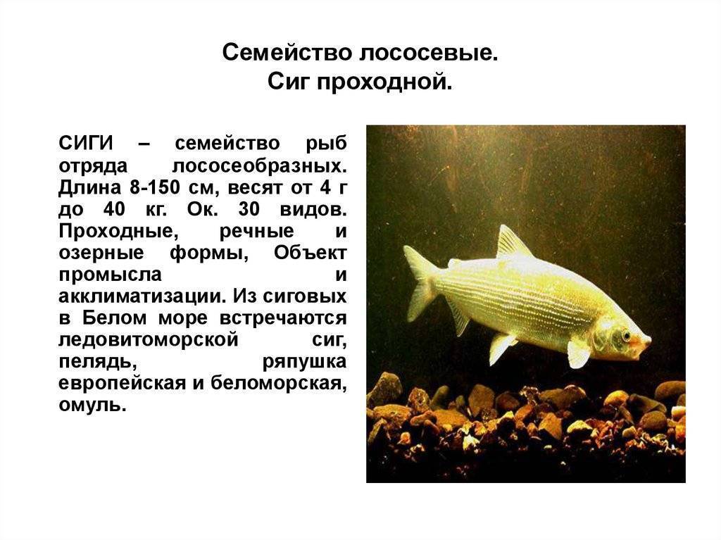 Рыба салака: описание, особенности поведения, основные способы ловли
